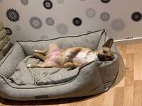 Delia rumänsk gatuhund 