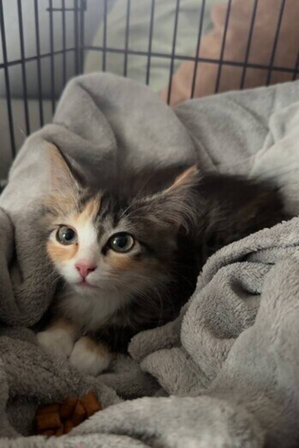 Katt - Skogskatt Maja Katt - Skogskatt Maja