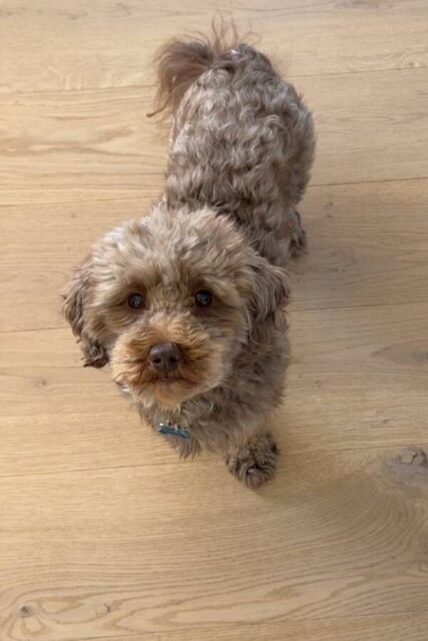 Hund - Chipoo Kasper Hund - Chipoo Kasper