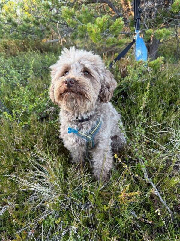 Hund - Chipoo Kasper Hund - Chipoo Kasper