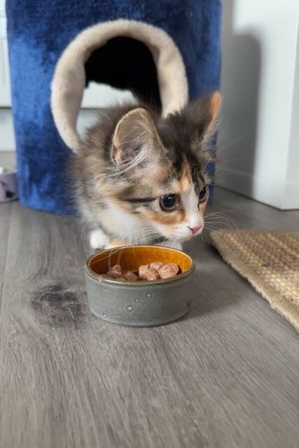 Katt - Skogskatt Maja Katt - Skogskatt Maja