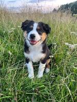 Lyra - Miniature american shepherd Lyra - Miniature american shepherd