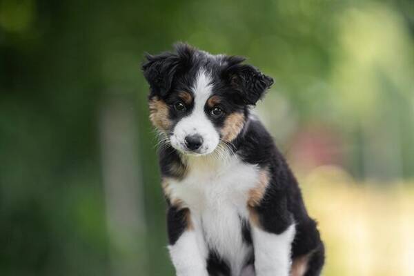 Hund - Lyra - Miniature american shepherd