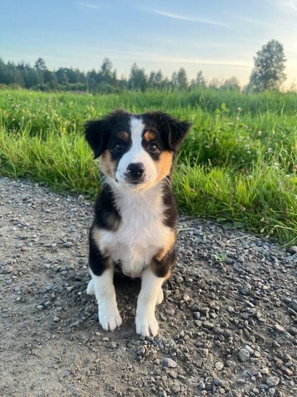 Hund - Lyra - Miniature american shepherd Hund - Lyra - Miniature american shepherd