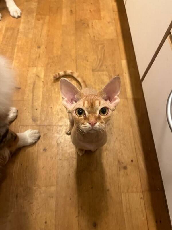 Katt - Zelda