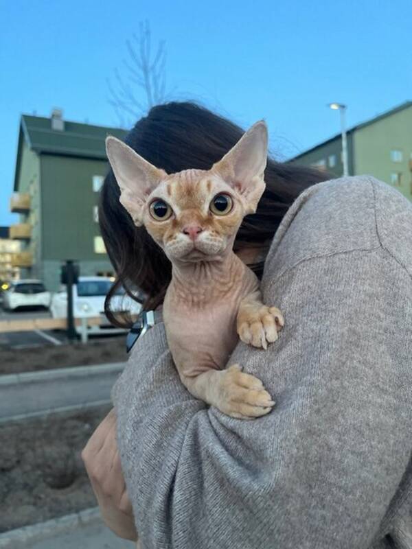 Katt - Zelda