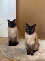 Två katt bröder Två katt bröder