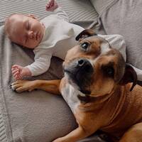 Aisha en staffordshire bullterrier. Aisha en staffordshire bullterrier.