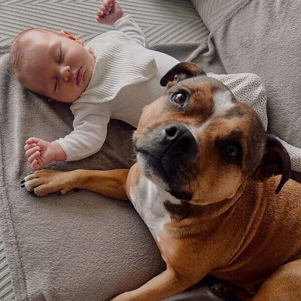 Hund - Aisha en staffordshire bullterrier. 