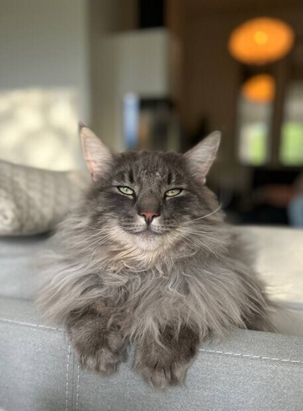 Katt - Adel
