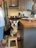 Corgi