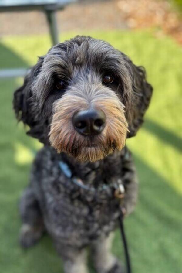 Hund - Labradoodeln Morris