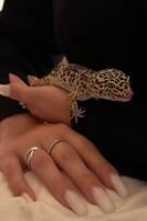 Leopardgecko Leopardgecko