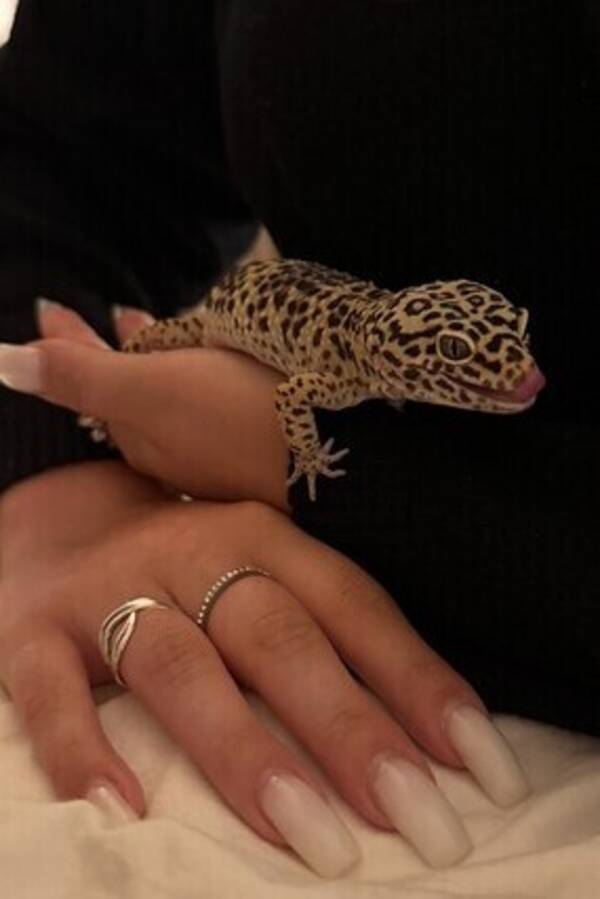 vrigt - Leopardgecko