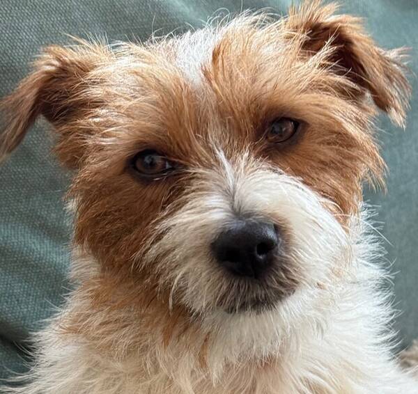 Hund - Eddie,