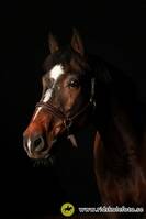 Quick step Quick step