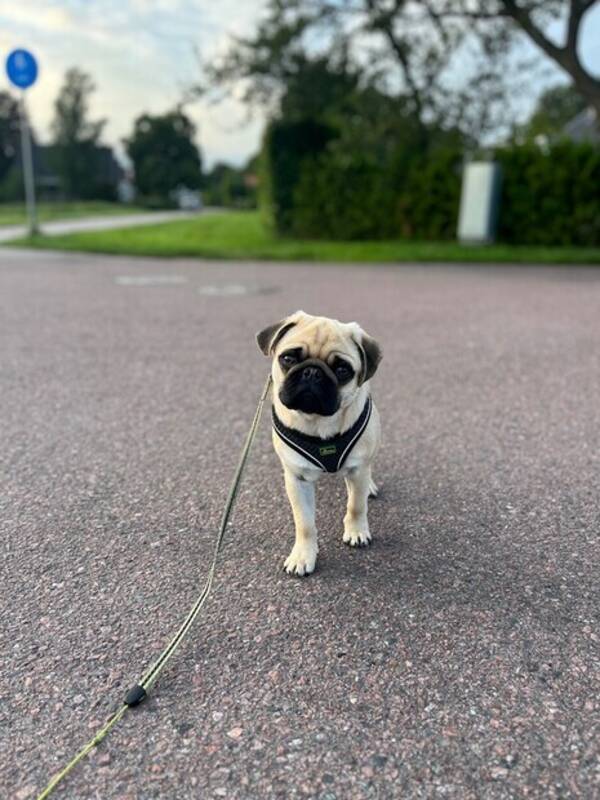 Hund - Mopsen Svante