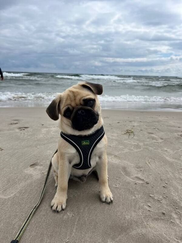 Hund - Mopsen Svante