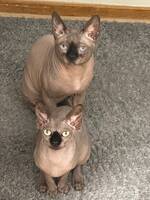 Nakenkatterna Ramses & Lotus