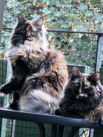 Dixie och Saga