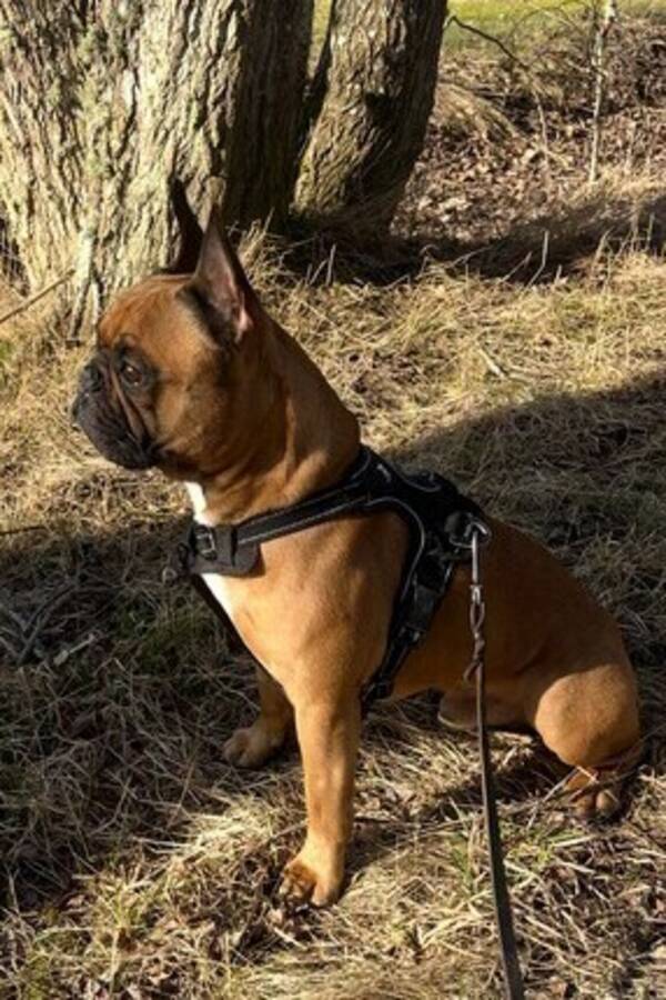 Hund - Charmig Fralla