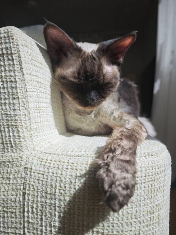 Katt - Iris