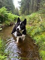 Karelsk Bjrnehund