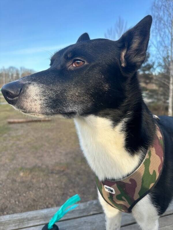 Hund - Shadow