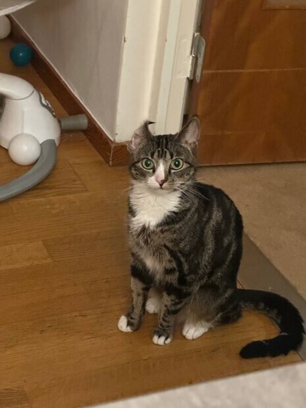 Katt - Nala