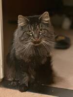 Aslan