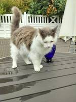 Katt