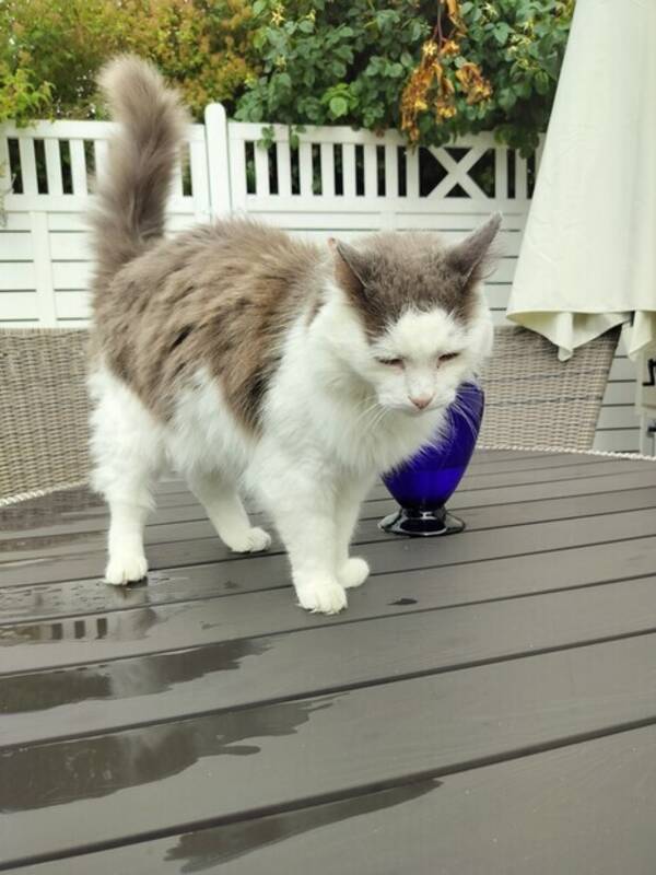 Katt - Katt