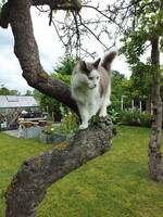 Katten Messi