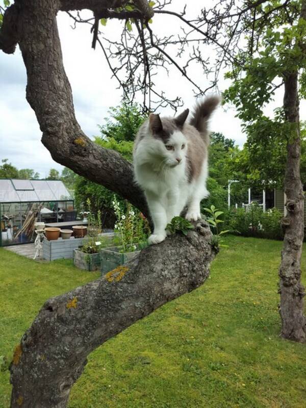 Katt - Katten Messi