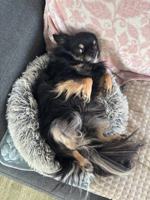 Hund - Chihuahua Bronzon