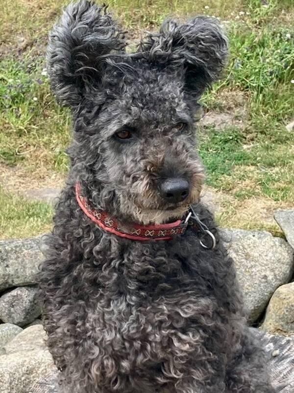 Hund - Pumin Qrasse Qruth