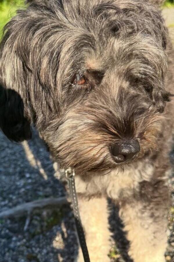Hund - En Aussiedoddle vid namn Vilda