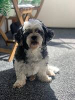 Bichon frise - Molle