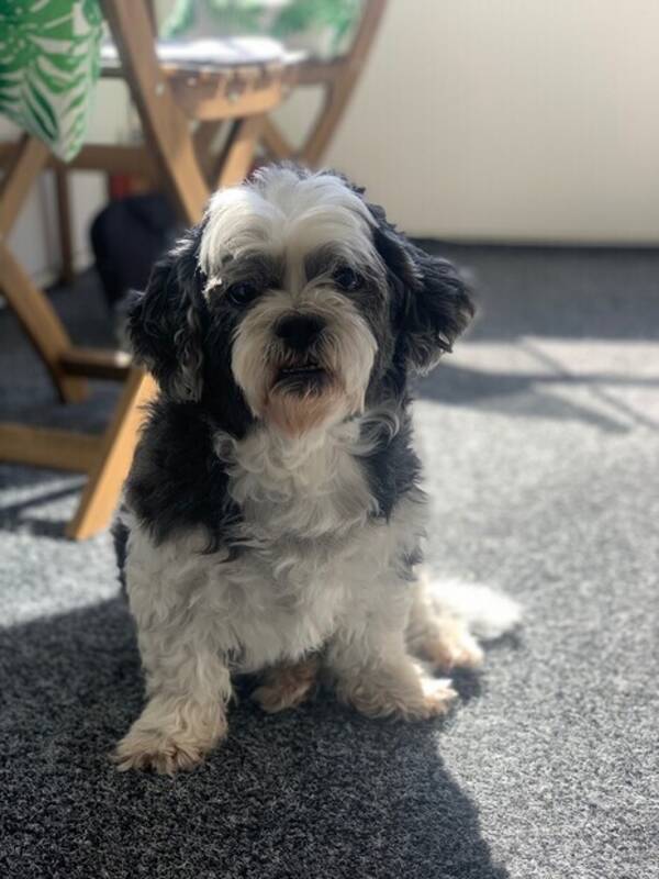 Hund - Bichon frise - Molle
