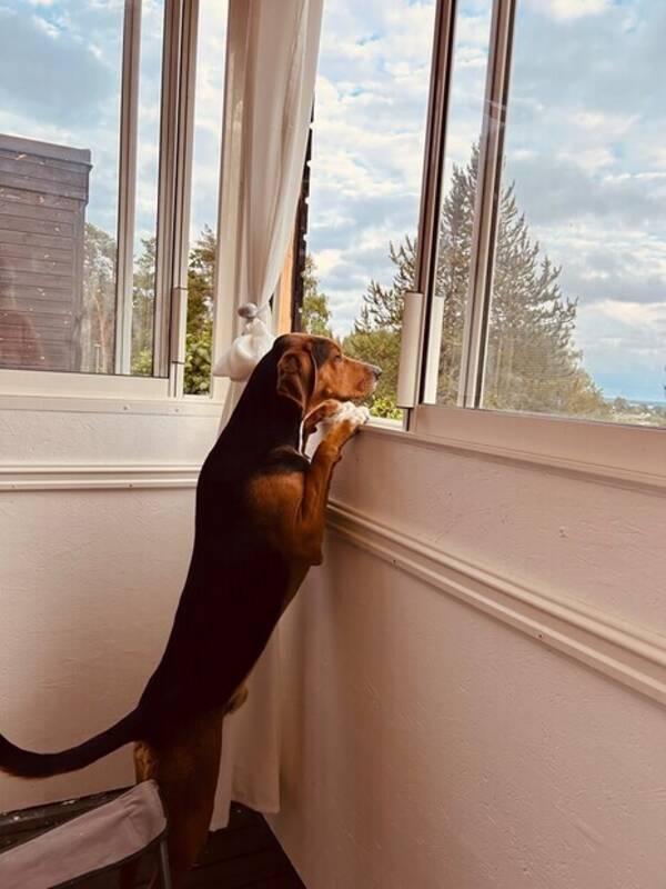 Hund - Hamilton schiller