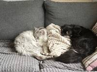 Långhårig katt Exo Långhårig katt Exo