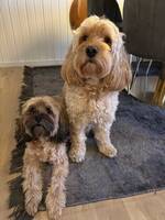 Cavapoo Louis och Cockerpoo Morris