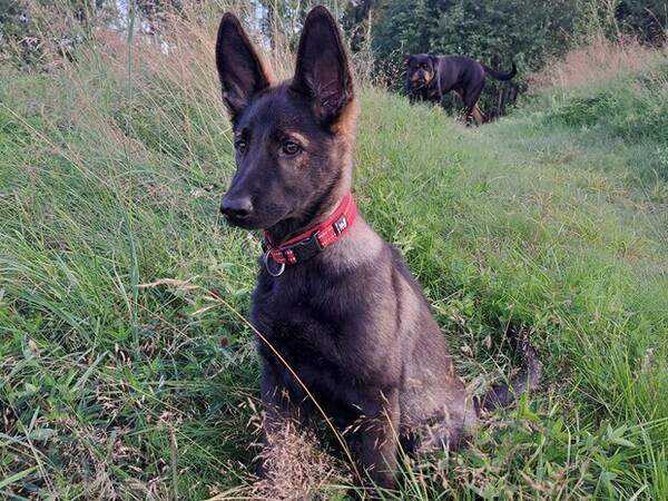 Hund - Disa