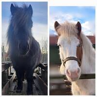 Dotter och Ari Dotter och Ari