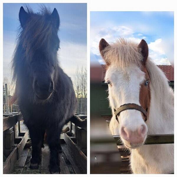 vrigt - Dotter och Ari