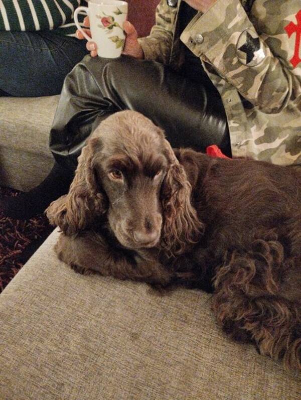 Hund - Garbo 