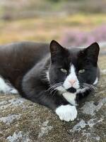 Katten Sigge