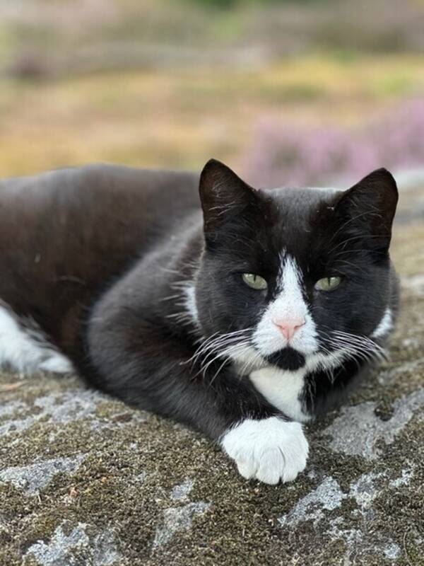 Katt - Katten Sigge