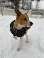 Dansk svensk gårdshund