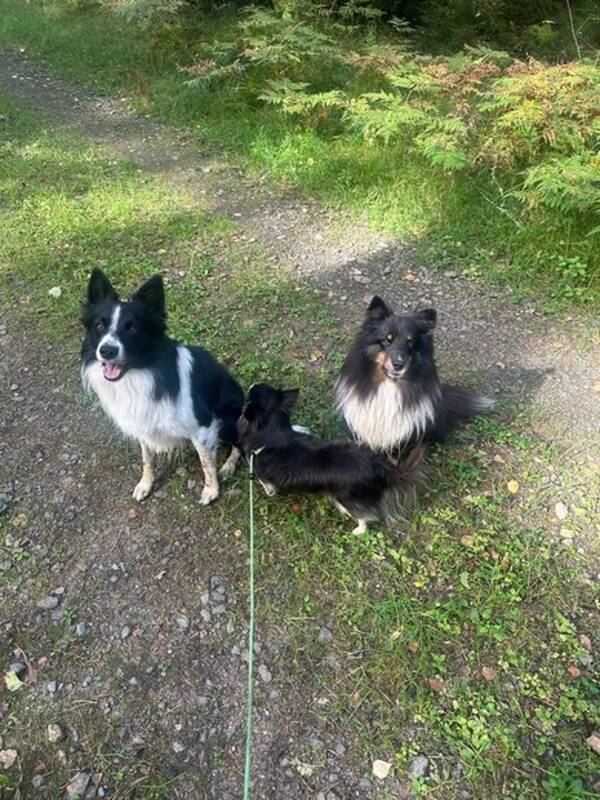Hund - Hundar